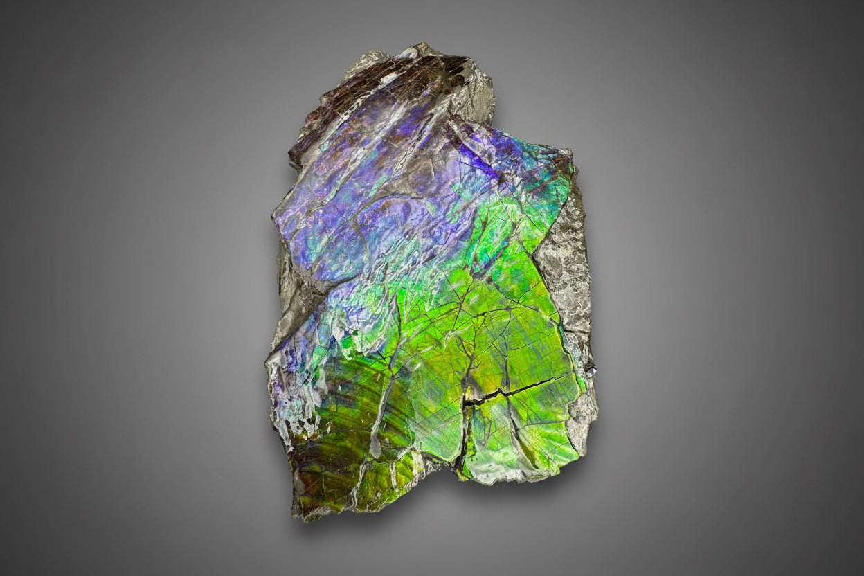 Ammolite 4
