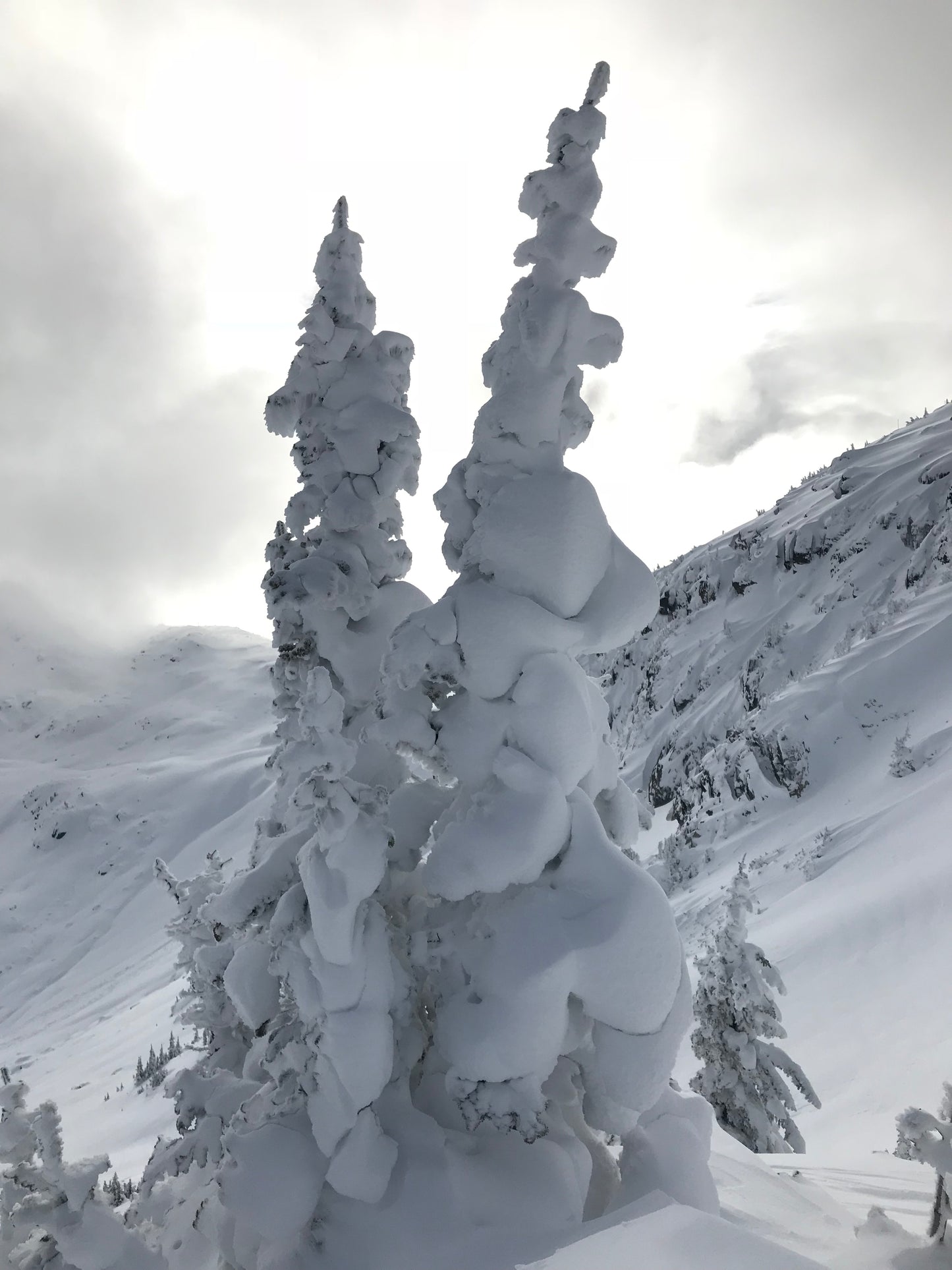 Perfect Storm - Snow Covered Spruce Tree