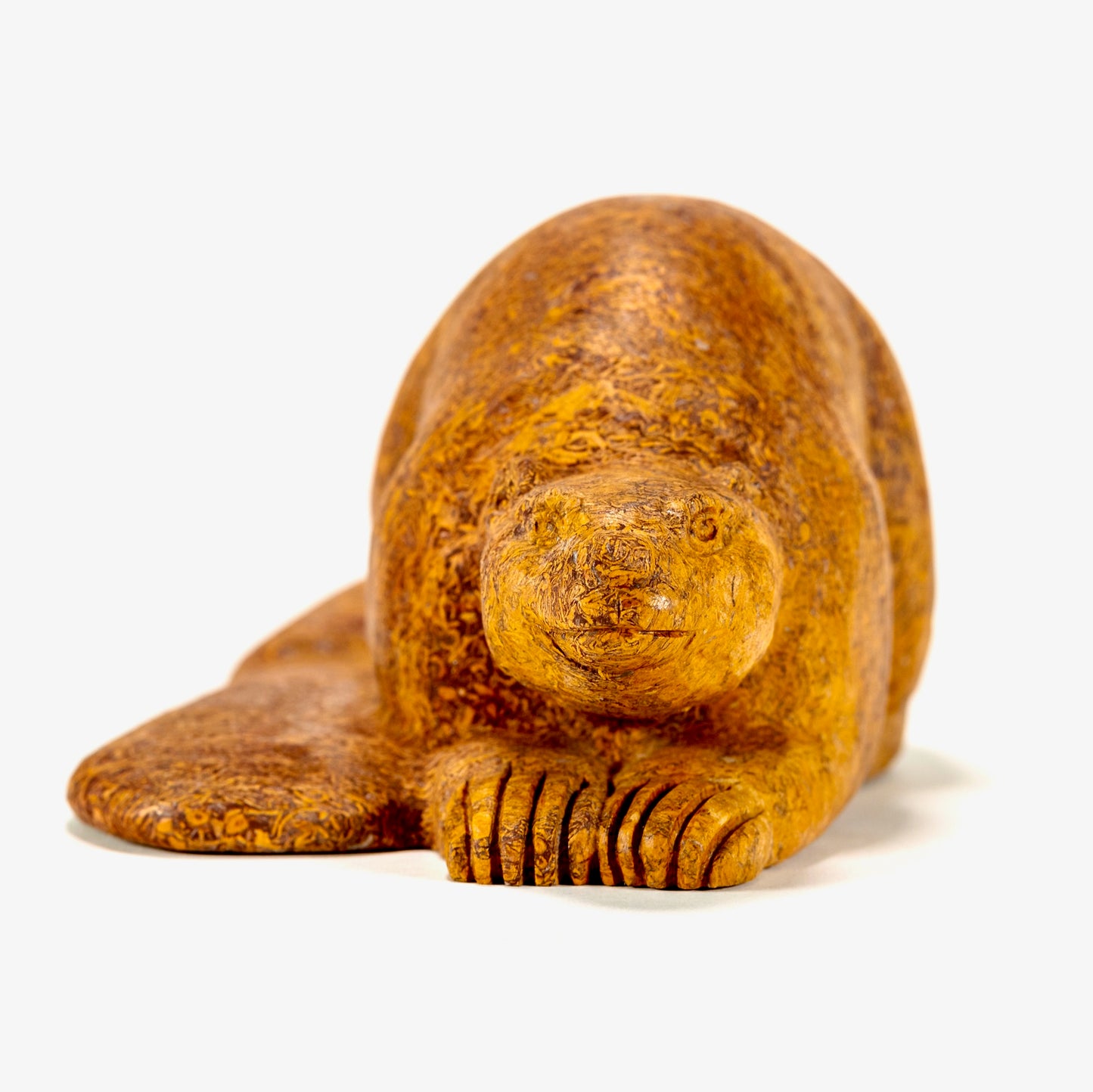 Canadian Beaver