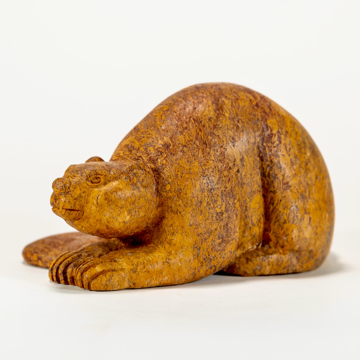 Canadian Beaver