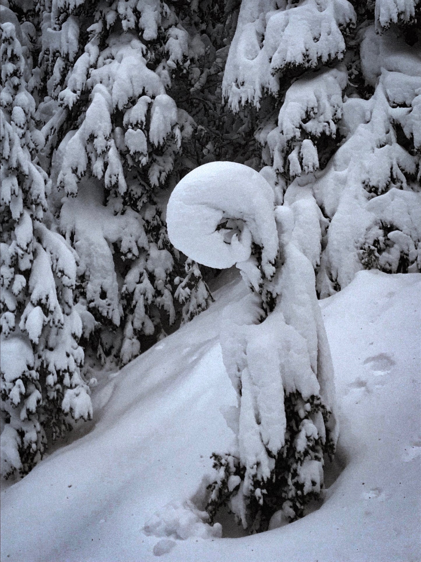 Big White Snow Tree