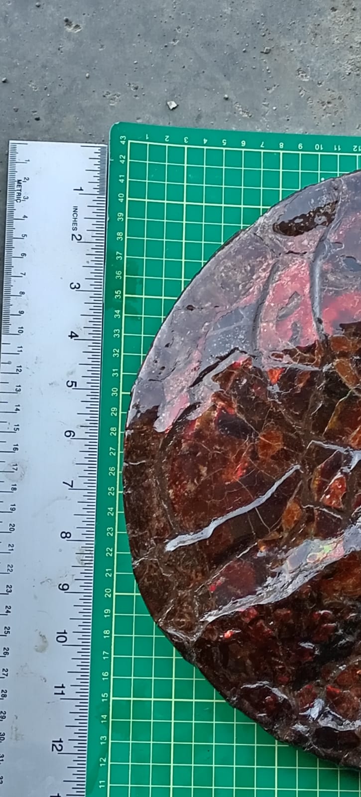 "Magic" The Ammolite