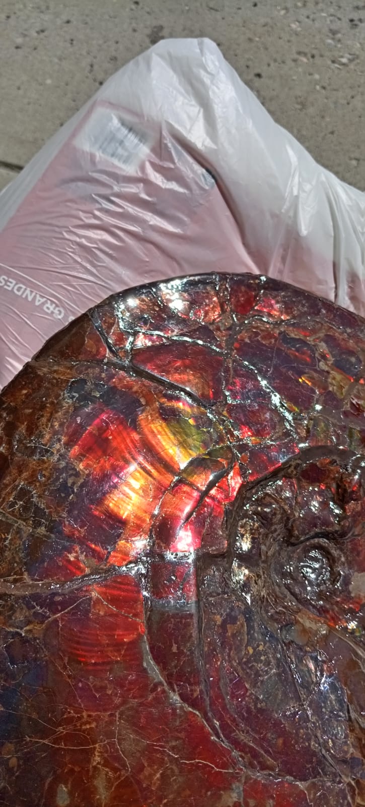 "Magic" The Ammolite