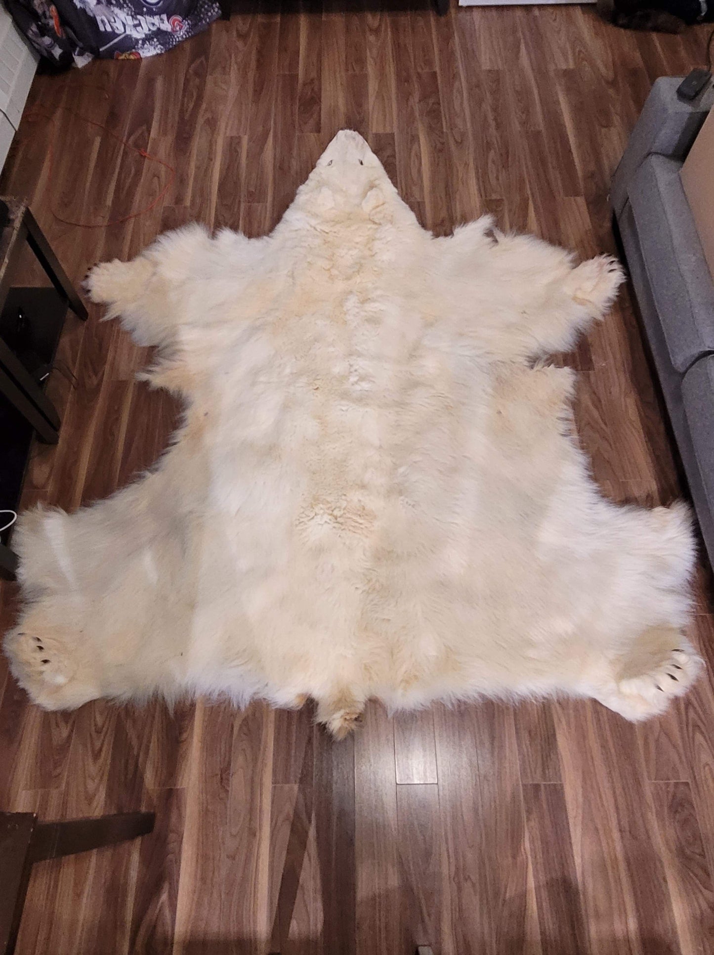 Polar Bear Fur Hide