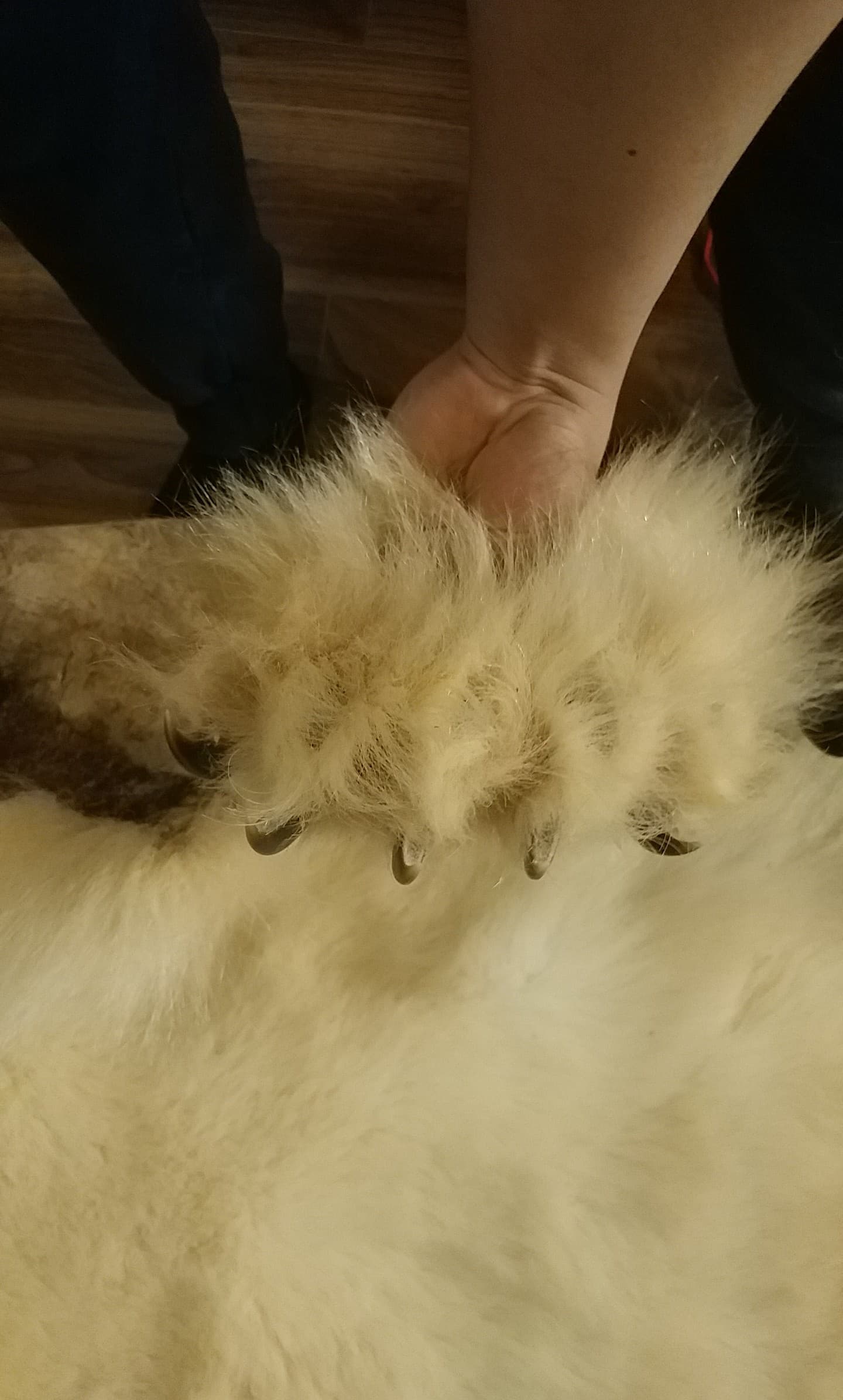 Polar Bear Fur Hide