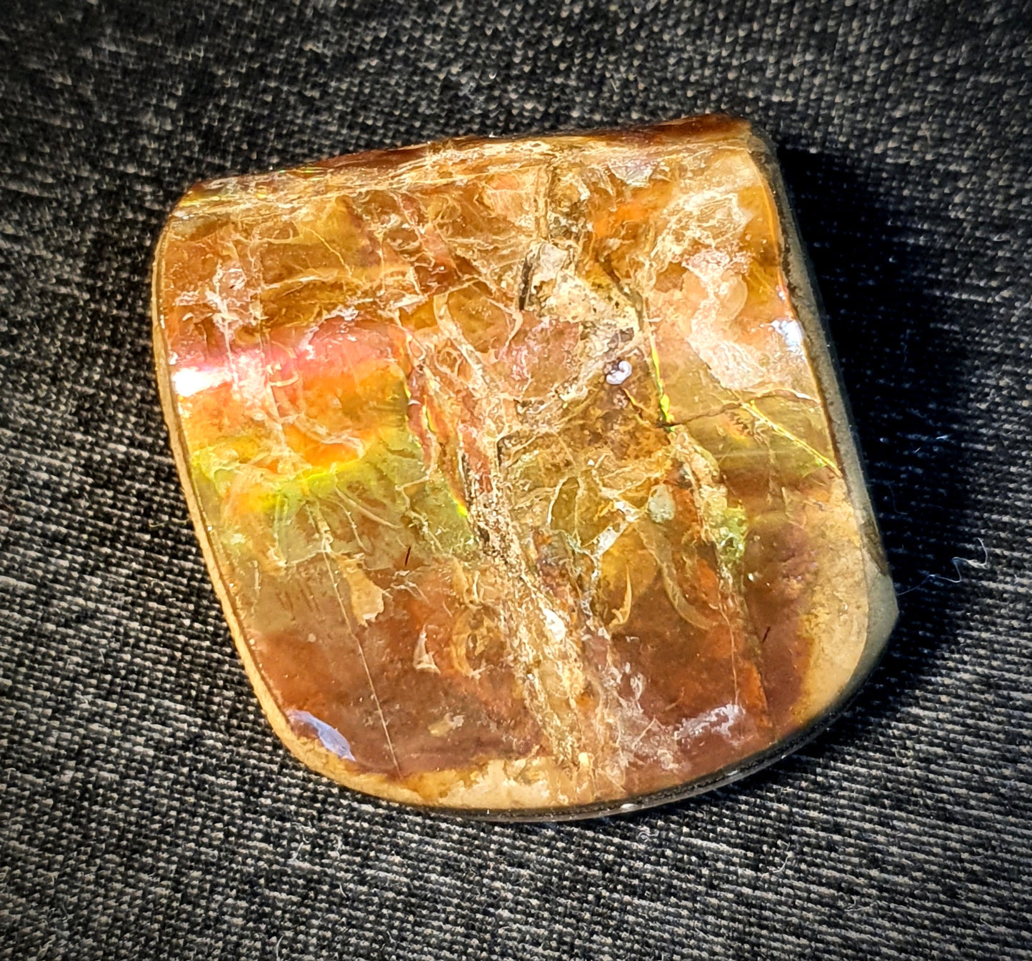 SOLD - Ammolite Shell
