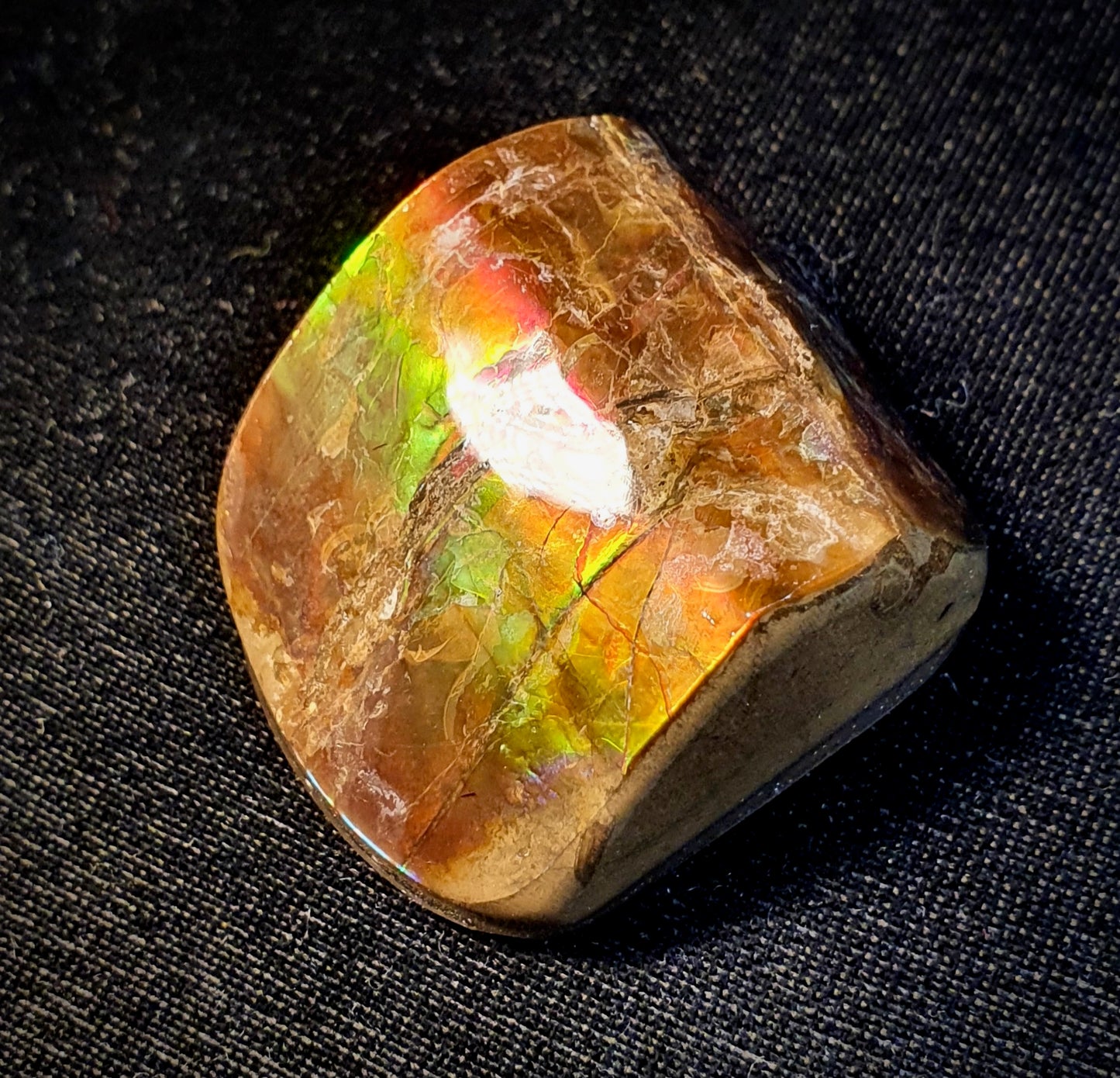 SOLD - Ammolite Shell