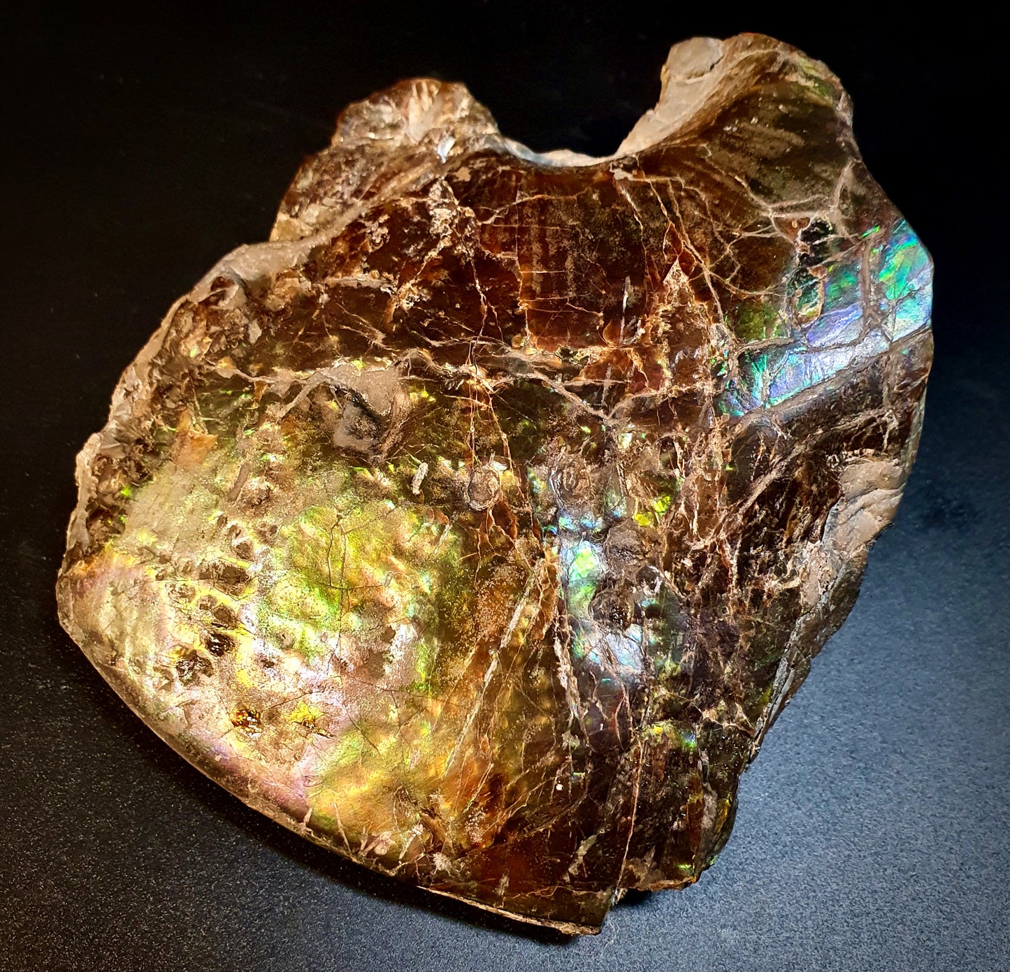 Ammolite Ghost