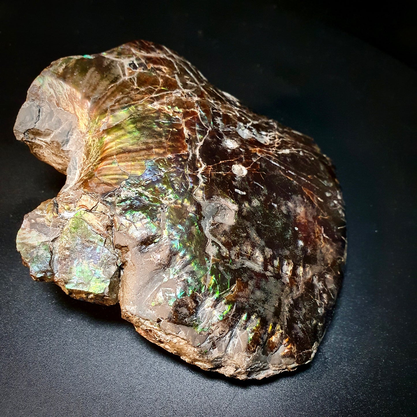 Ammolite Ghost