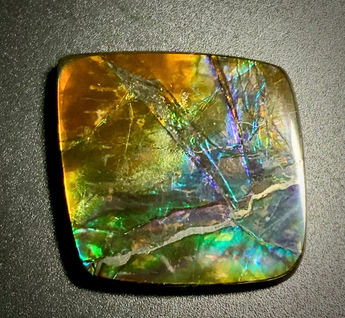 Ammolite Shell