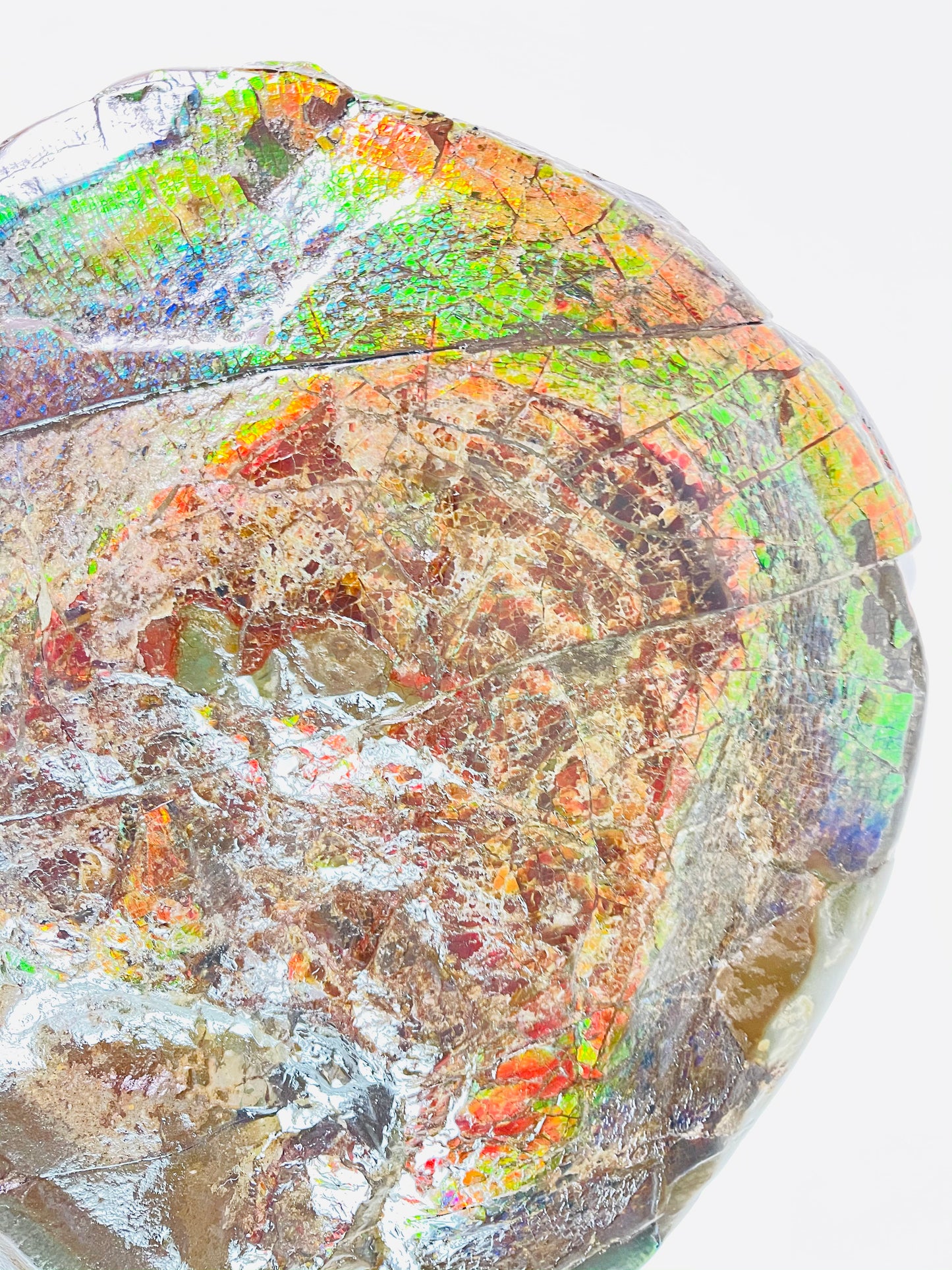 Ammolite Specimen - Rainbow Color Dragonskin Ammolite Gemball