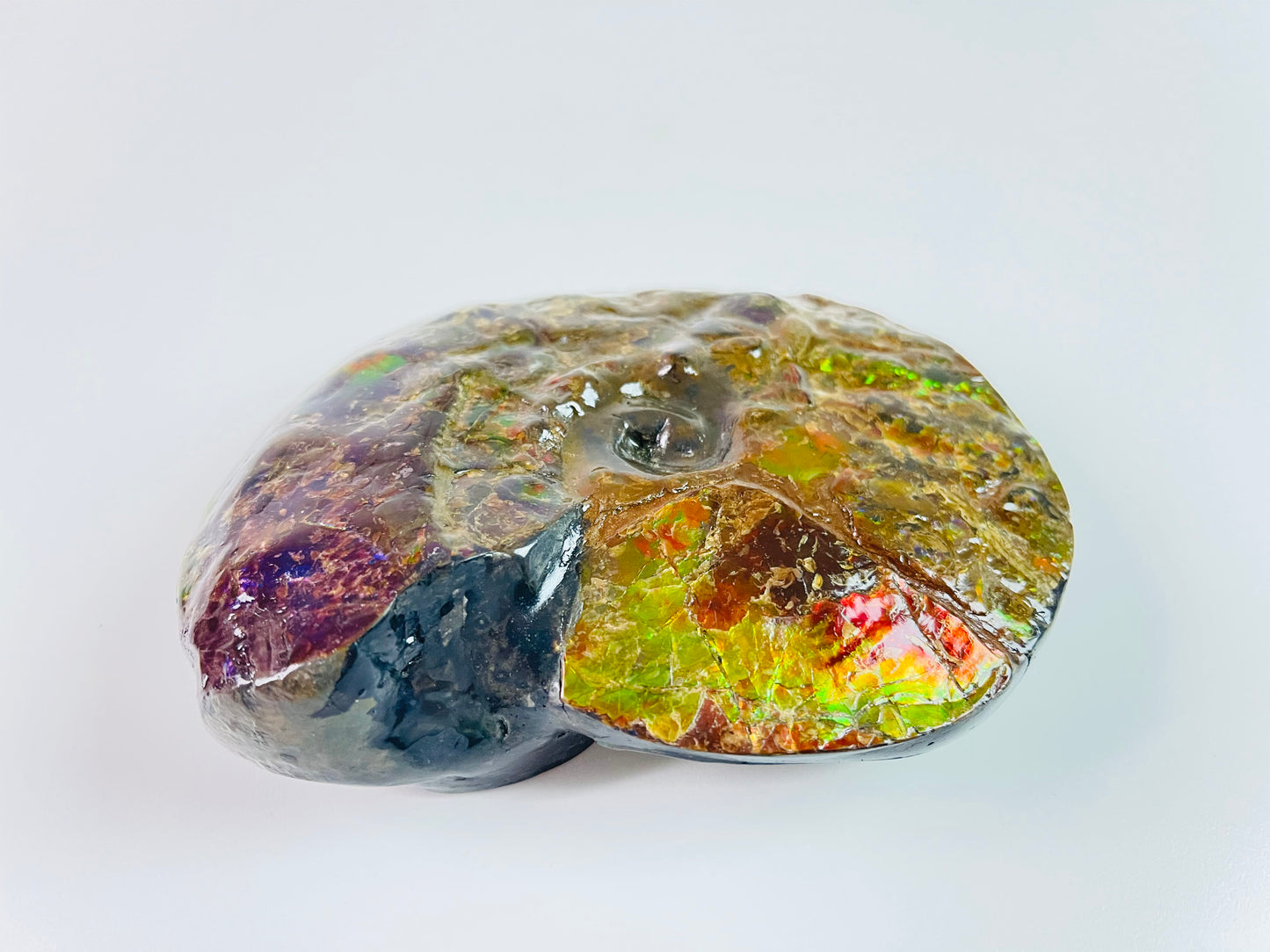 SOLD - Ammolite Fossil - Rare purple color Placenticeras Intercalare