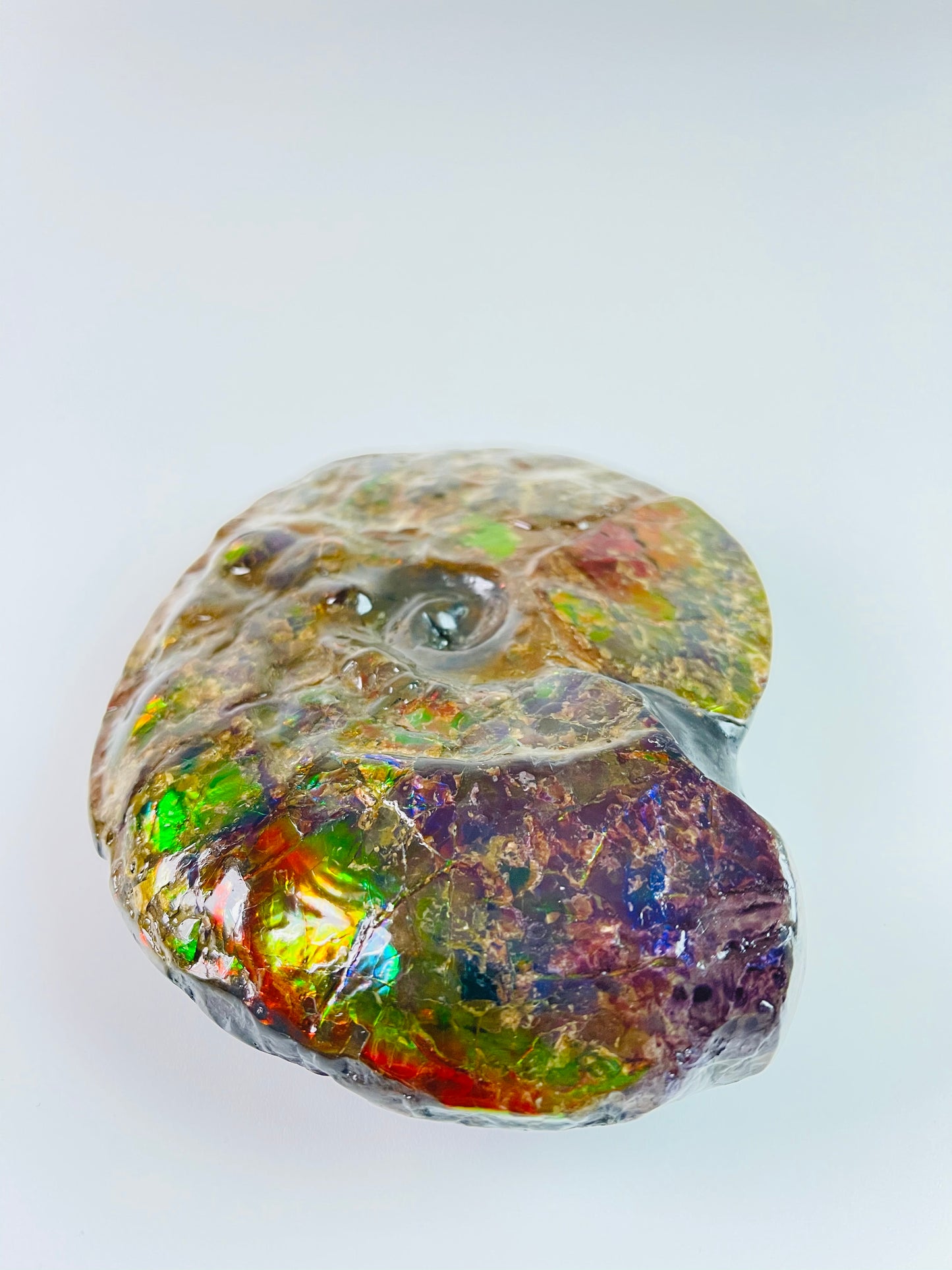 SOLD - Ammolite Fossil - Rare purple color Placenticeras Intercalare