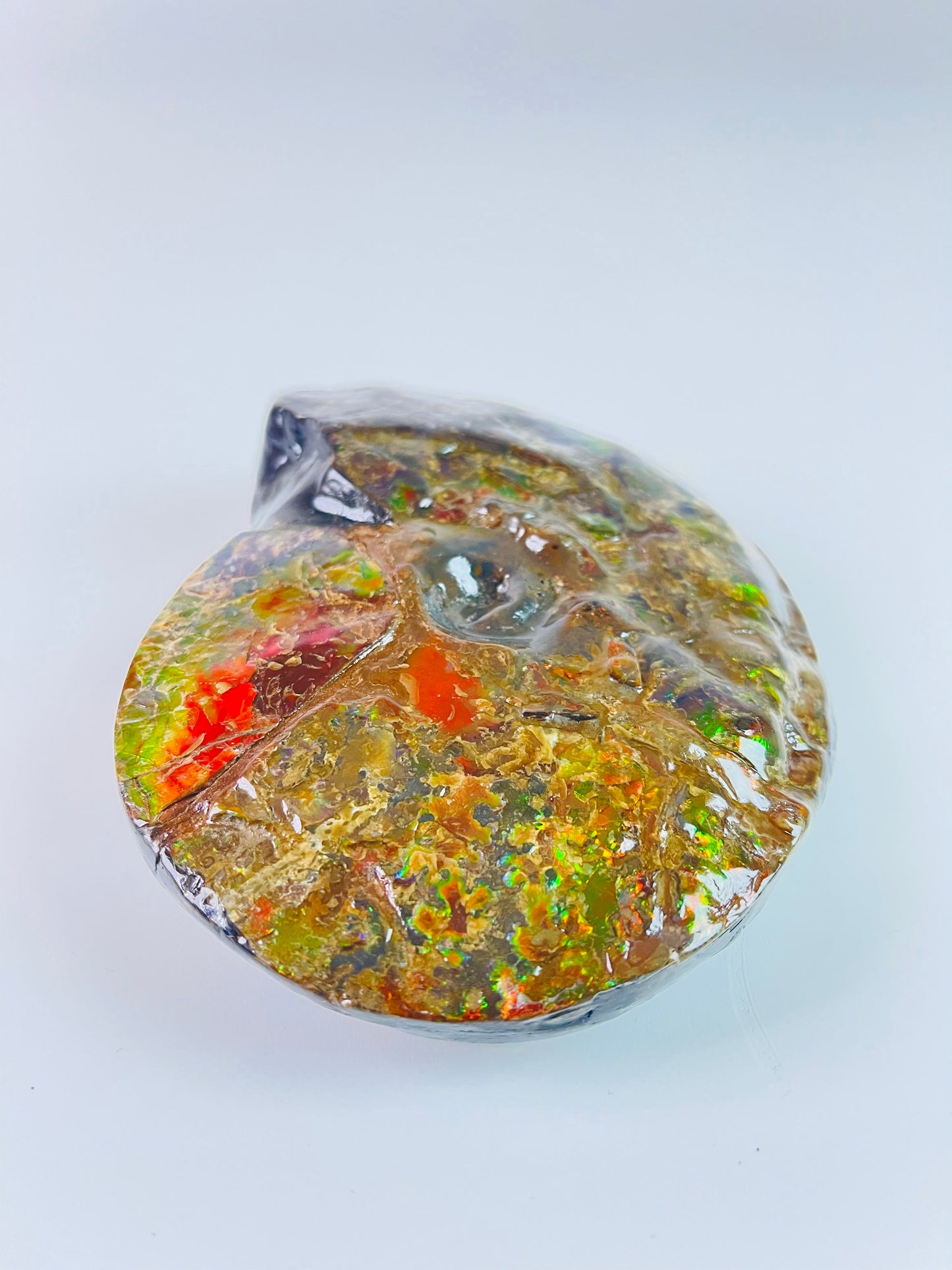 SOLD - Ammolite Fossil - Rare purple color Placenticeras Intercalare