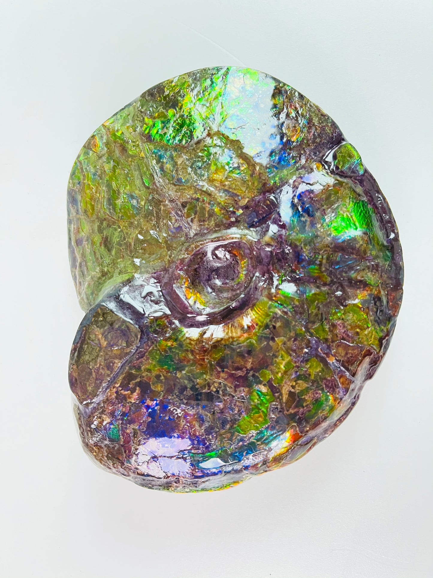 SOLD - Ammolite Fossil - Rare purple color Placenticeras Intercalare