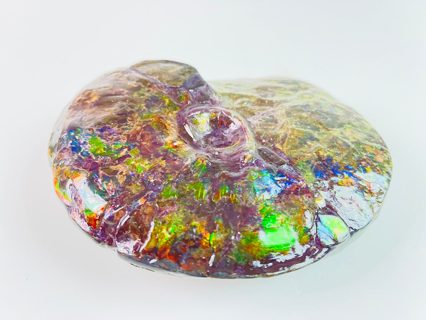 SOLD - Ammolite Fossil - Rare purple color Placenticeras Intercalare