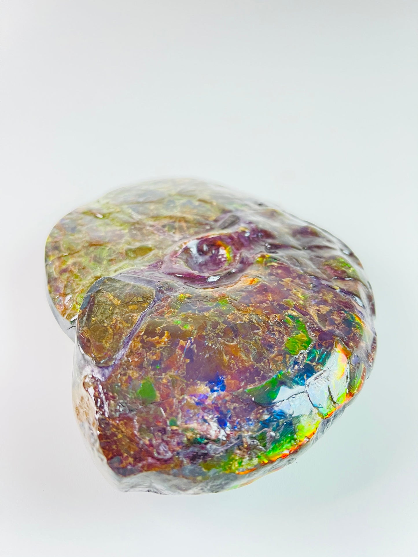 SOLD - Ammolite Fossil - Rare purple color Placenticeras Intercalare