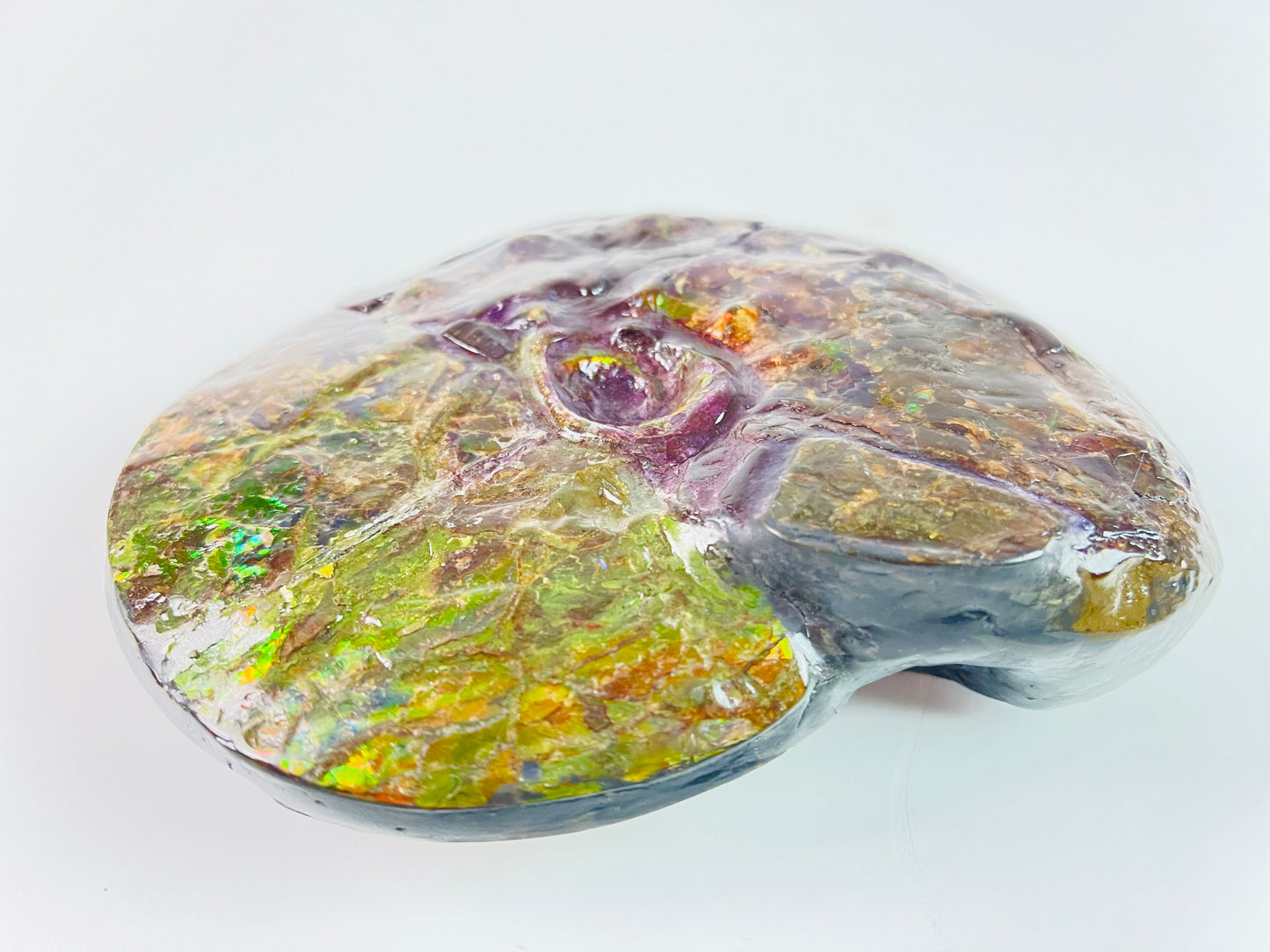 SOLD - Ammolite Fossil - Rare purple color Placenticeras Intercalare