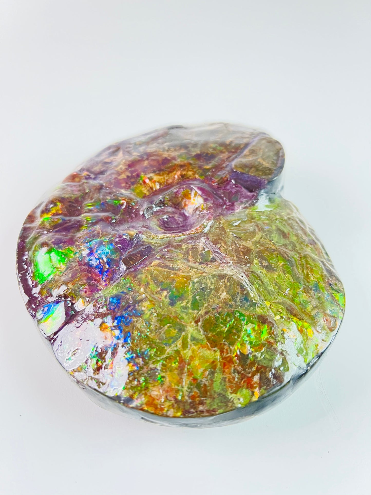 SOLD - Ammolite Fossil - Rare purple color Placenticeras Intercalare
