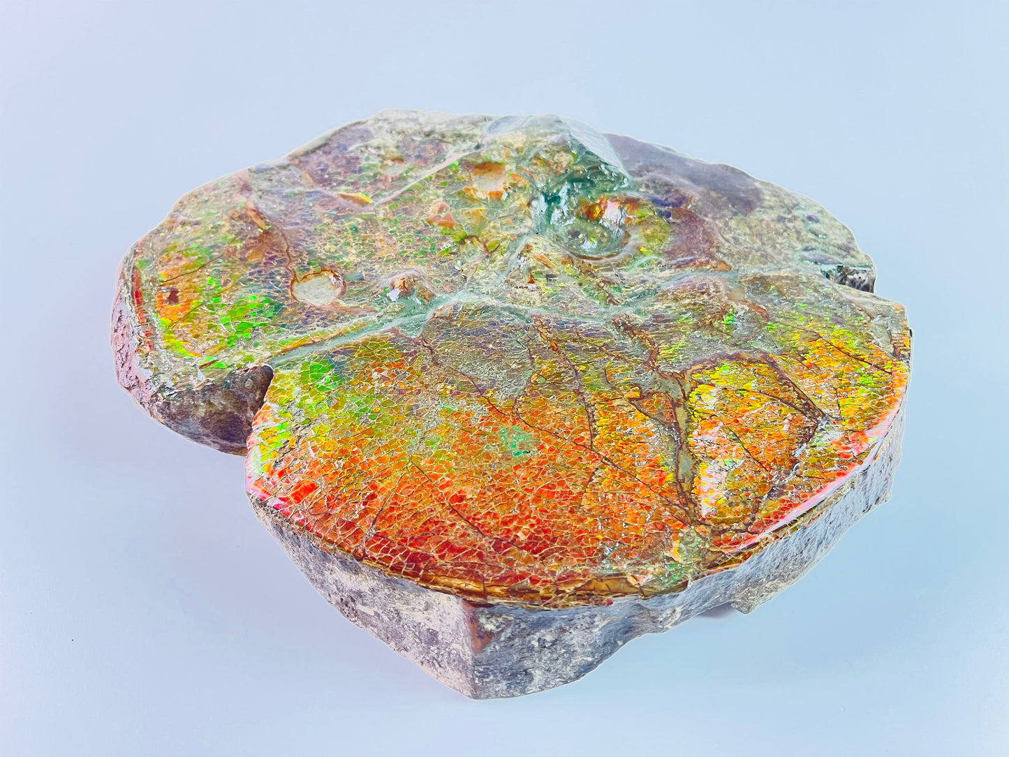 SOLD - Ammolite Art - Boykosaurus Dino Specimen w/ rainbow colors & mosasaur bites