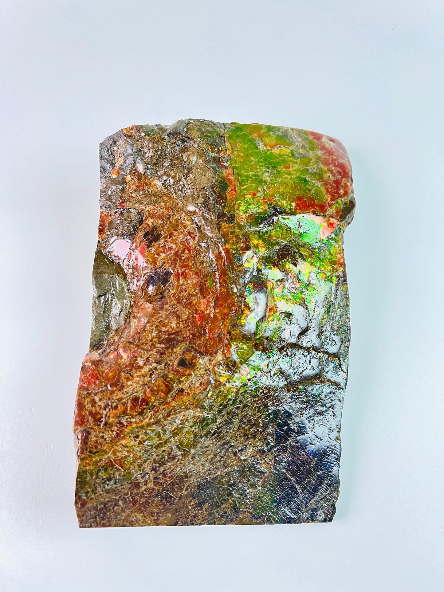 Ammolite Specimen - Dragon Skin