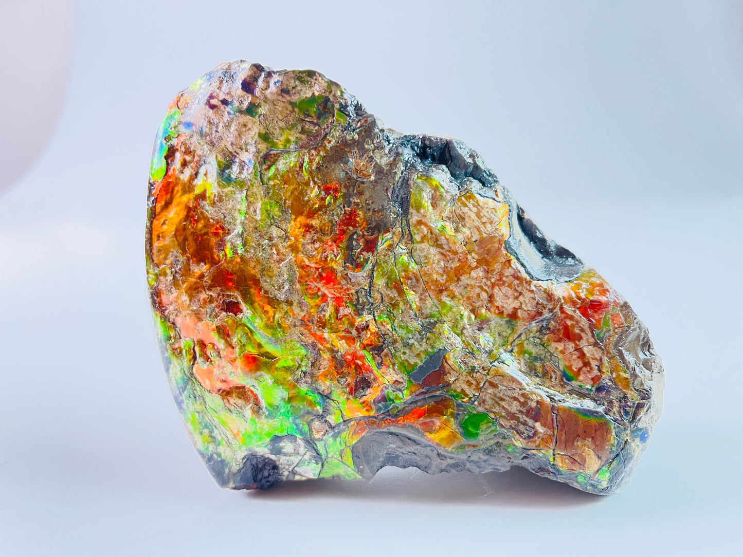 Ammolite Specimen - Suiseki Meeki