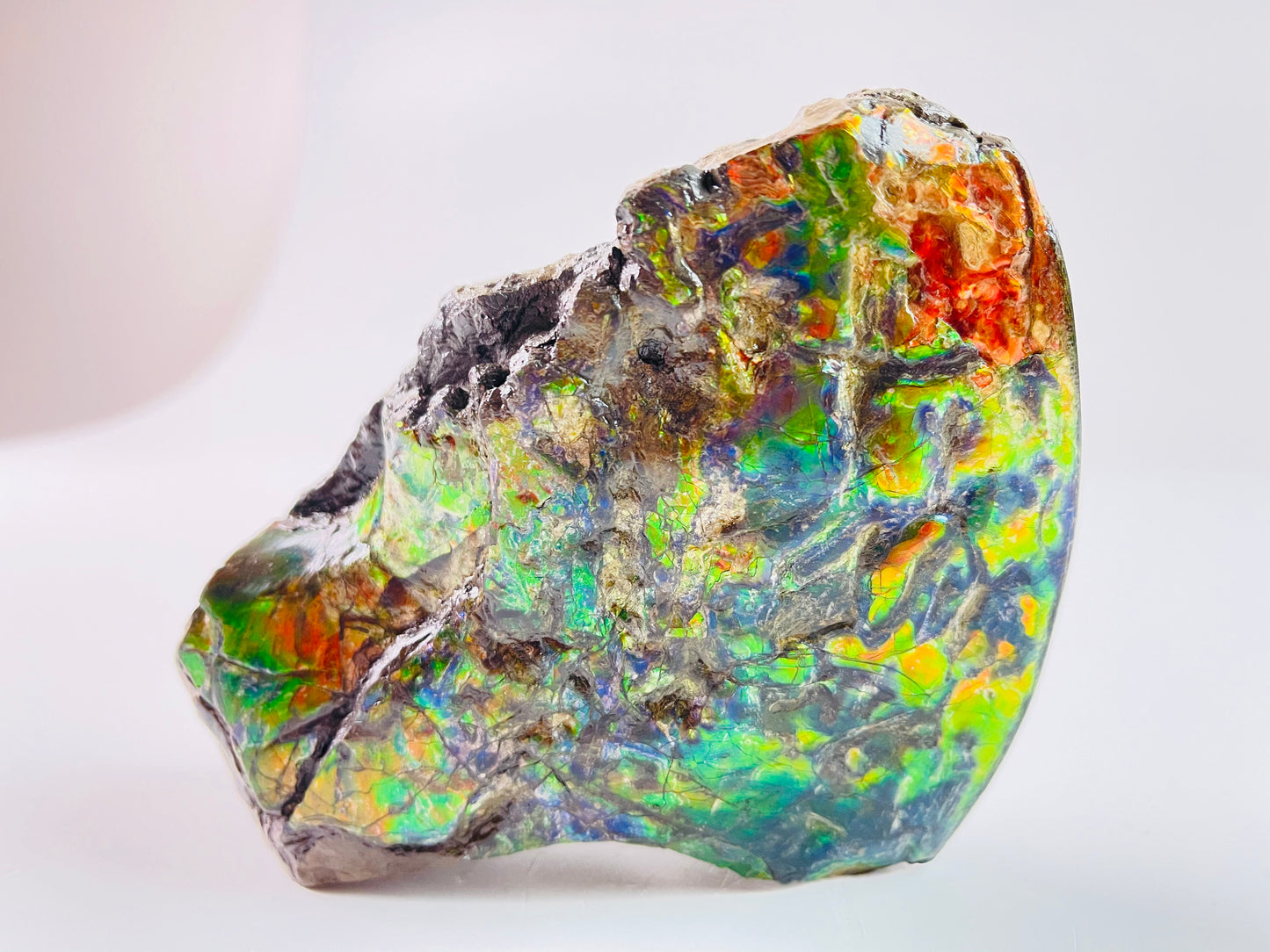 Ammolite Specimen - Suiseki Meeki