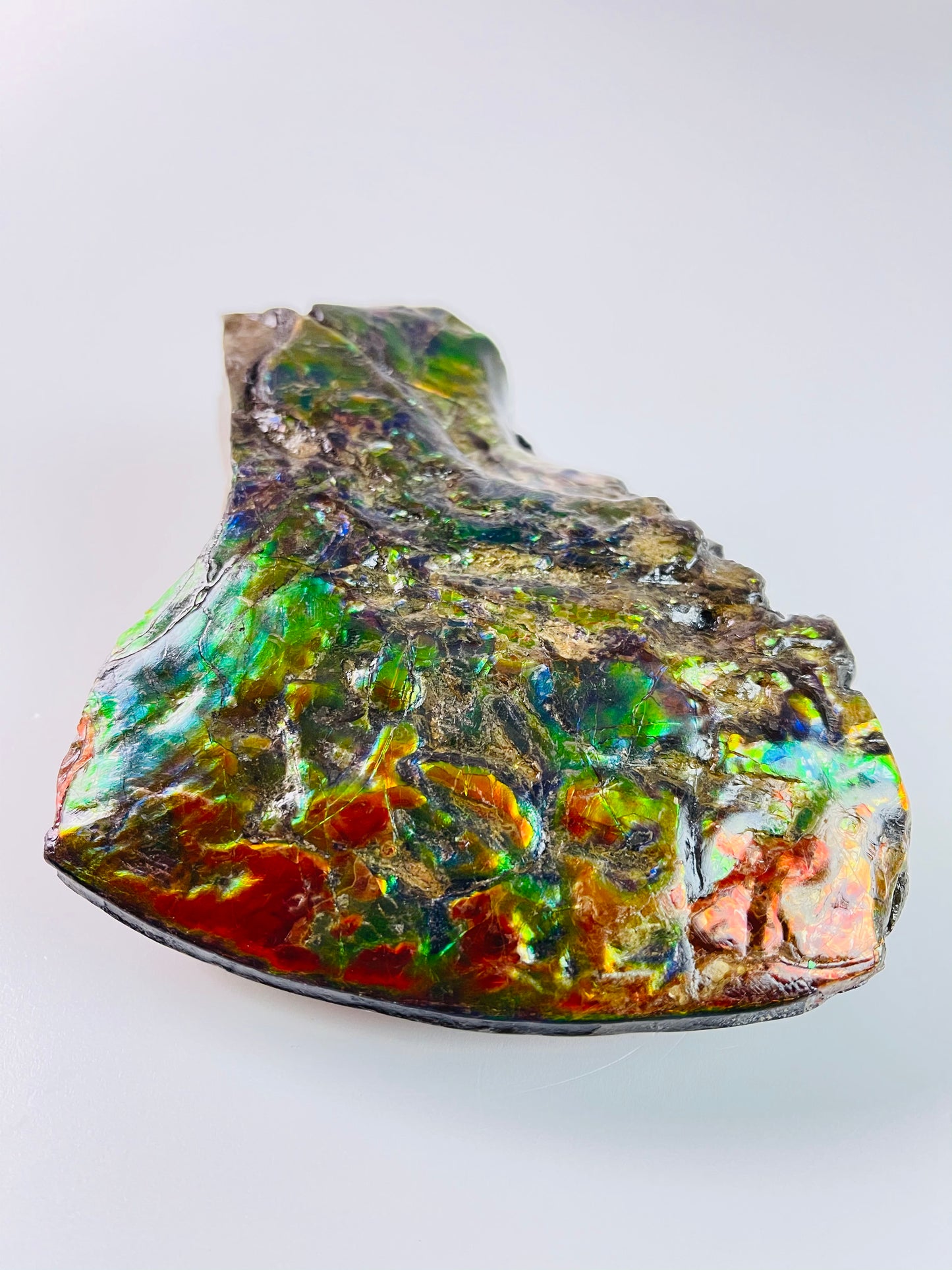 Ammolite Specimen - Suiseki Meeki