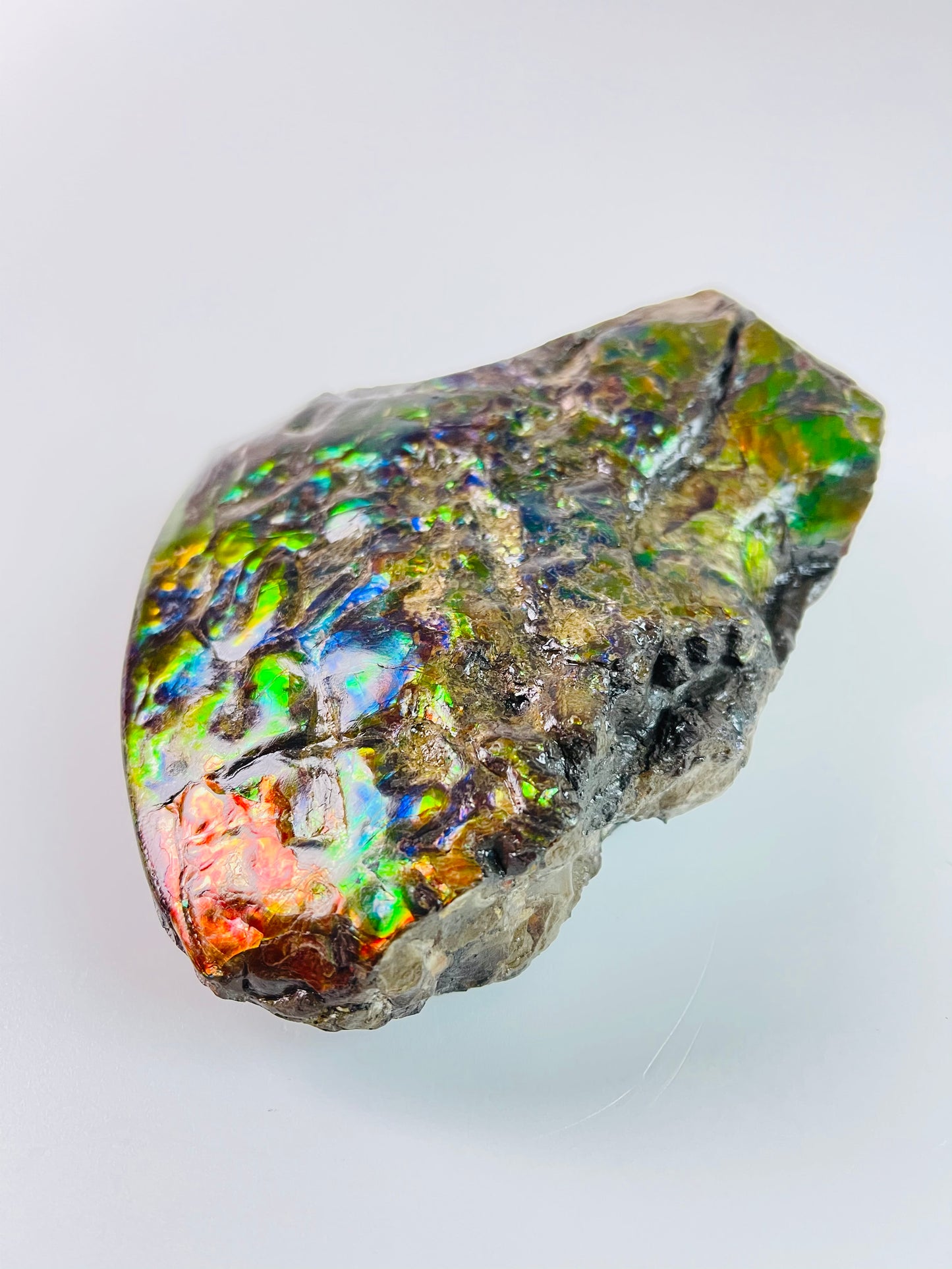 Ammolite Specimen - Suiseki Meeki