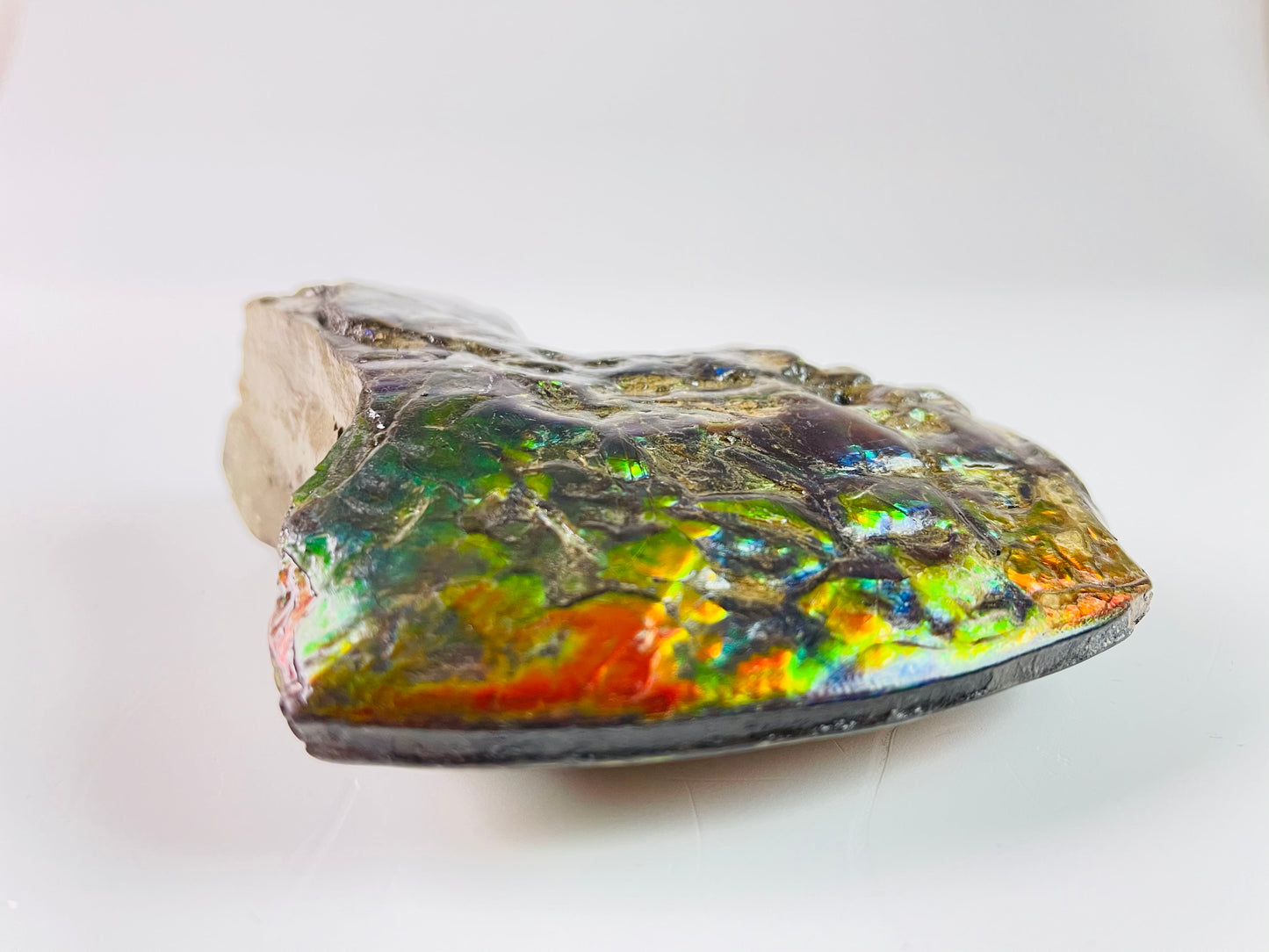 Ammolite Specimen - Suiseki Meeki