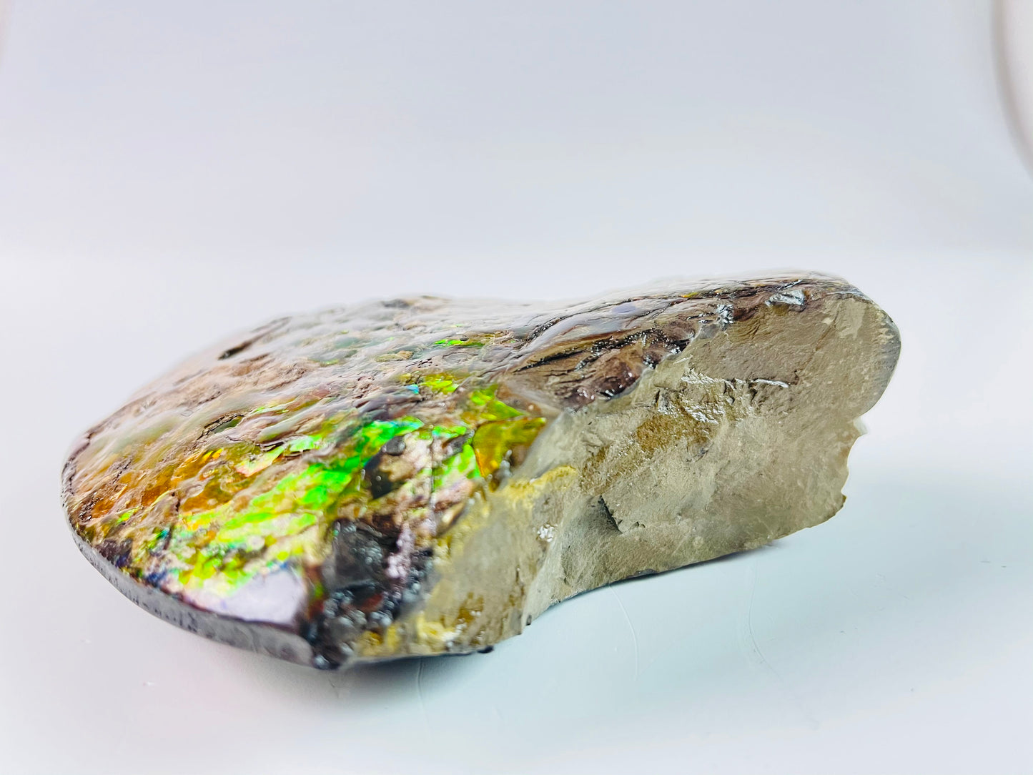 Ammolite Specimen - Suiseki Meeki