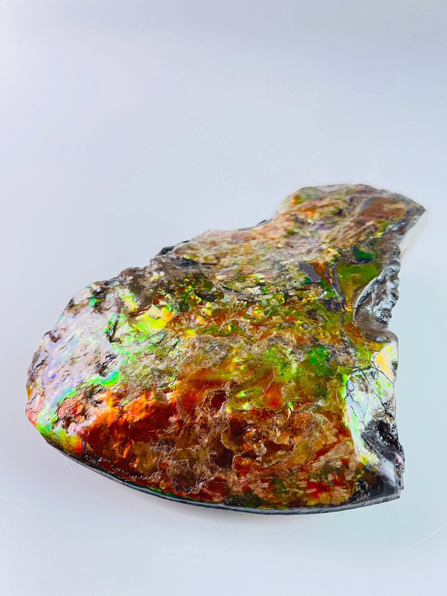 Ammolite Specimen - Suiseki Meeki