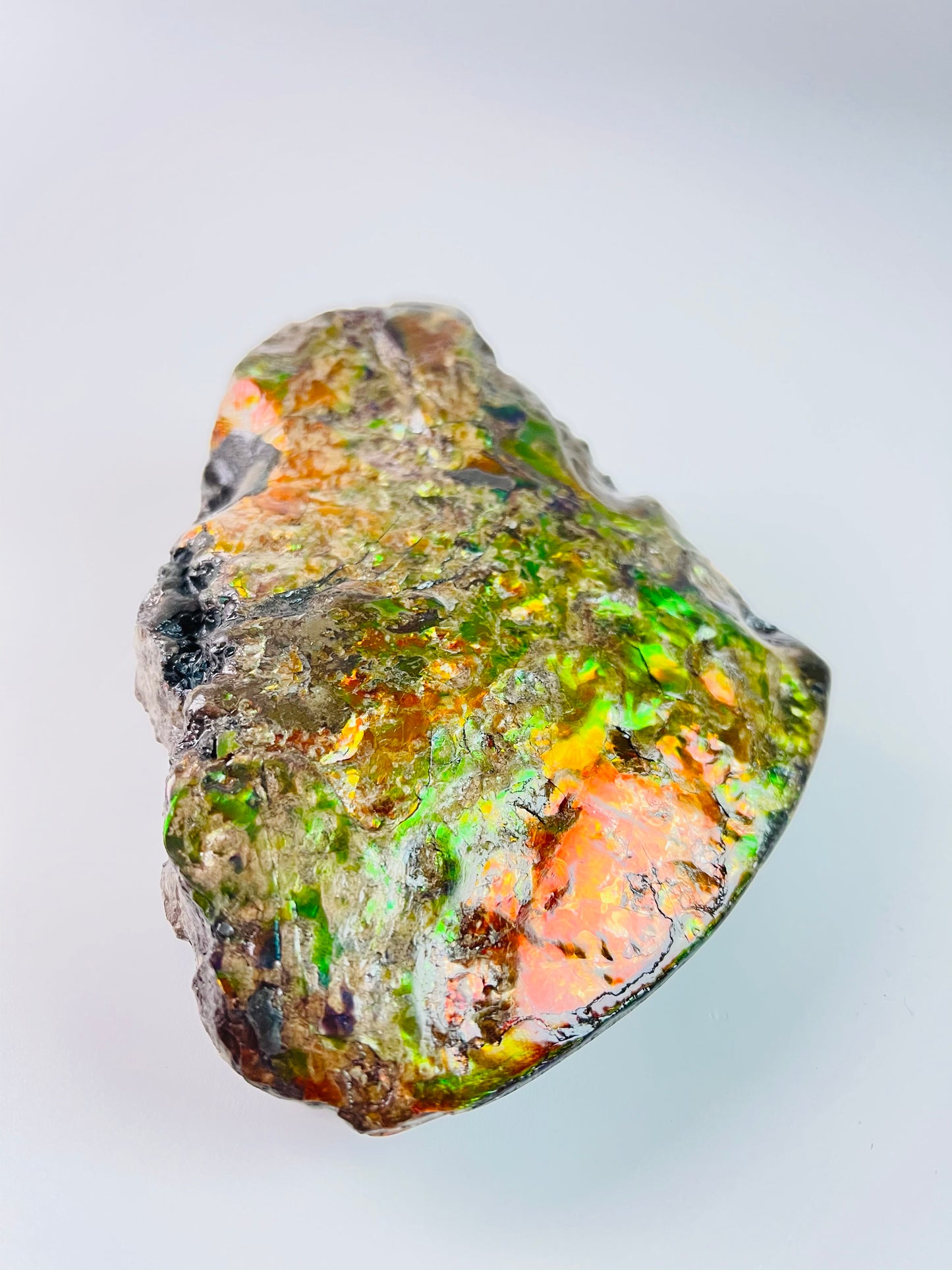 Ammolite Specimen - Suiseki Meeki