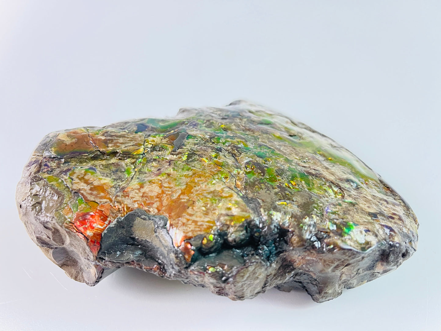 Ammolite Specimen - Suiseki Meeki