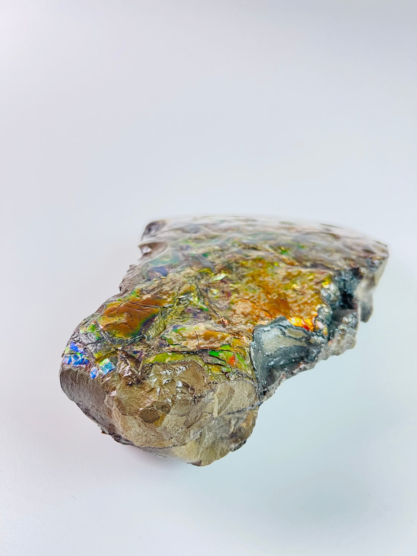 Ammolite Specimen - Suiseki Meeki