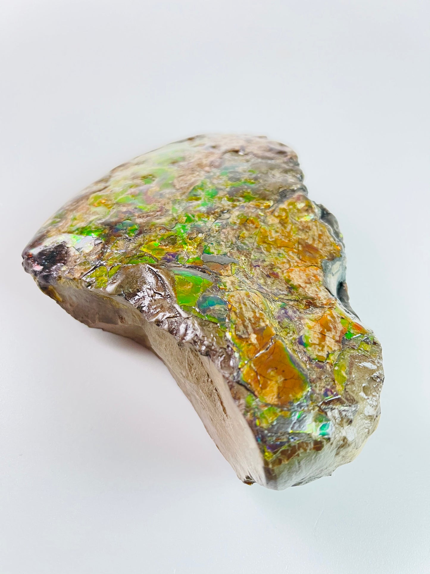 Ammolite Specimen - Suiseki Meeki