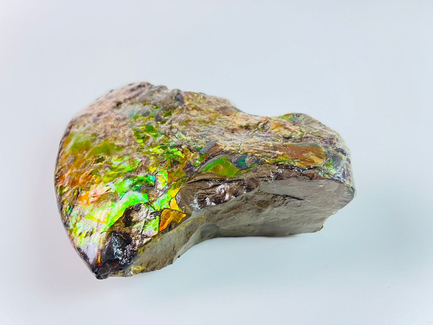 Ammolite Specimen - Suiseki Meeki