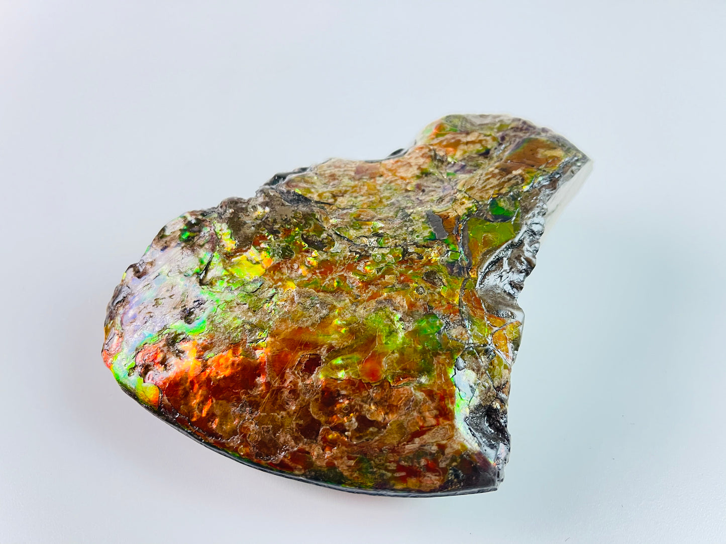 Ammolite Specimen - Suiseki Meeki