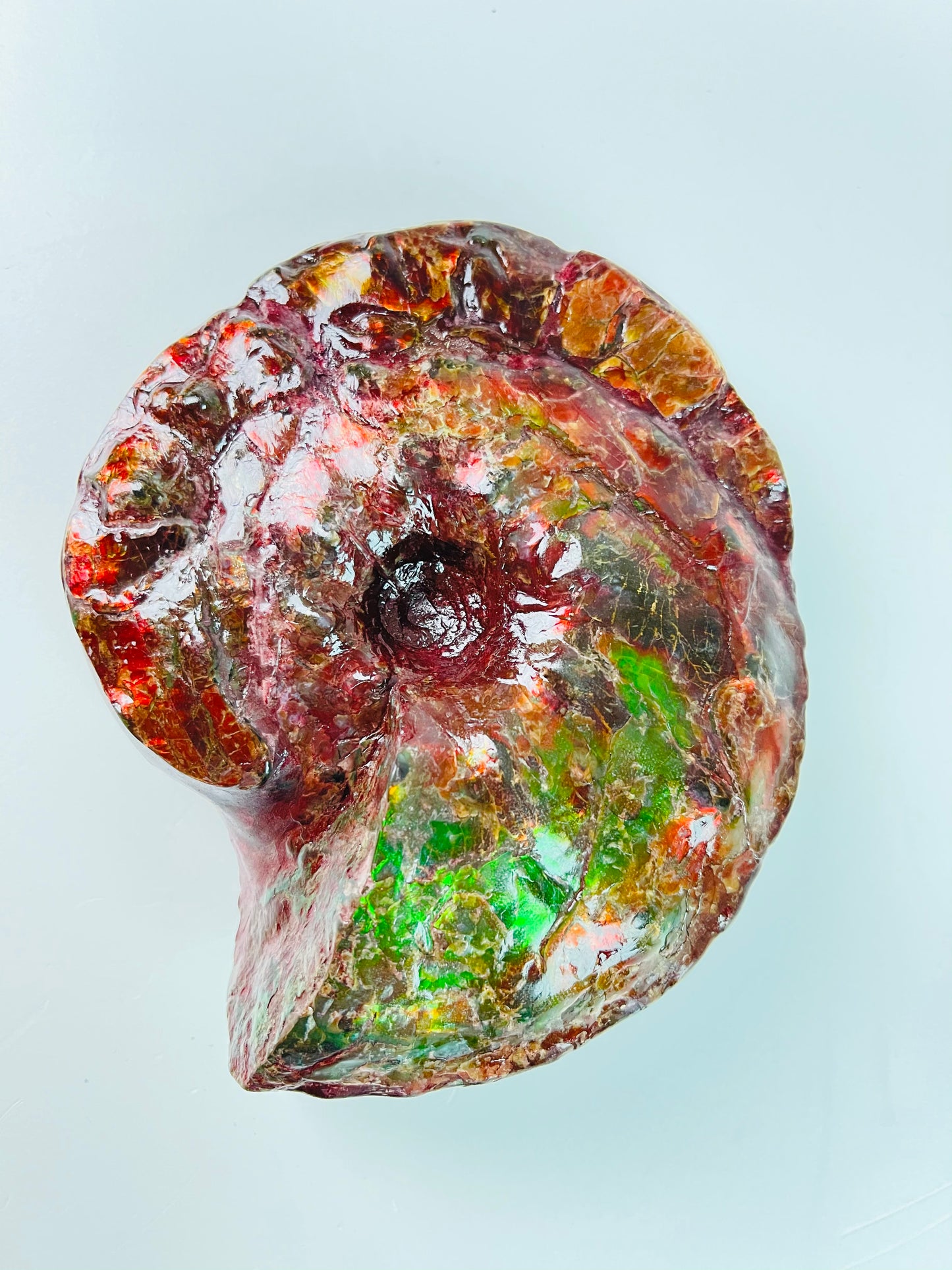 SOLD - Ammolite Fossil - Red green color Placenticeras Intercalare
