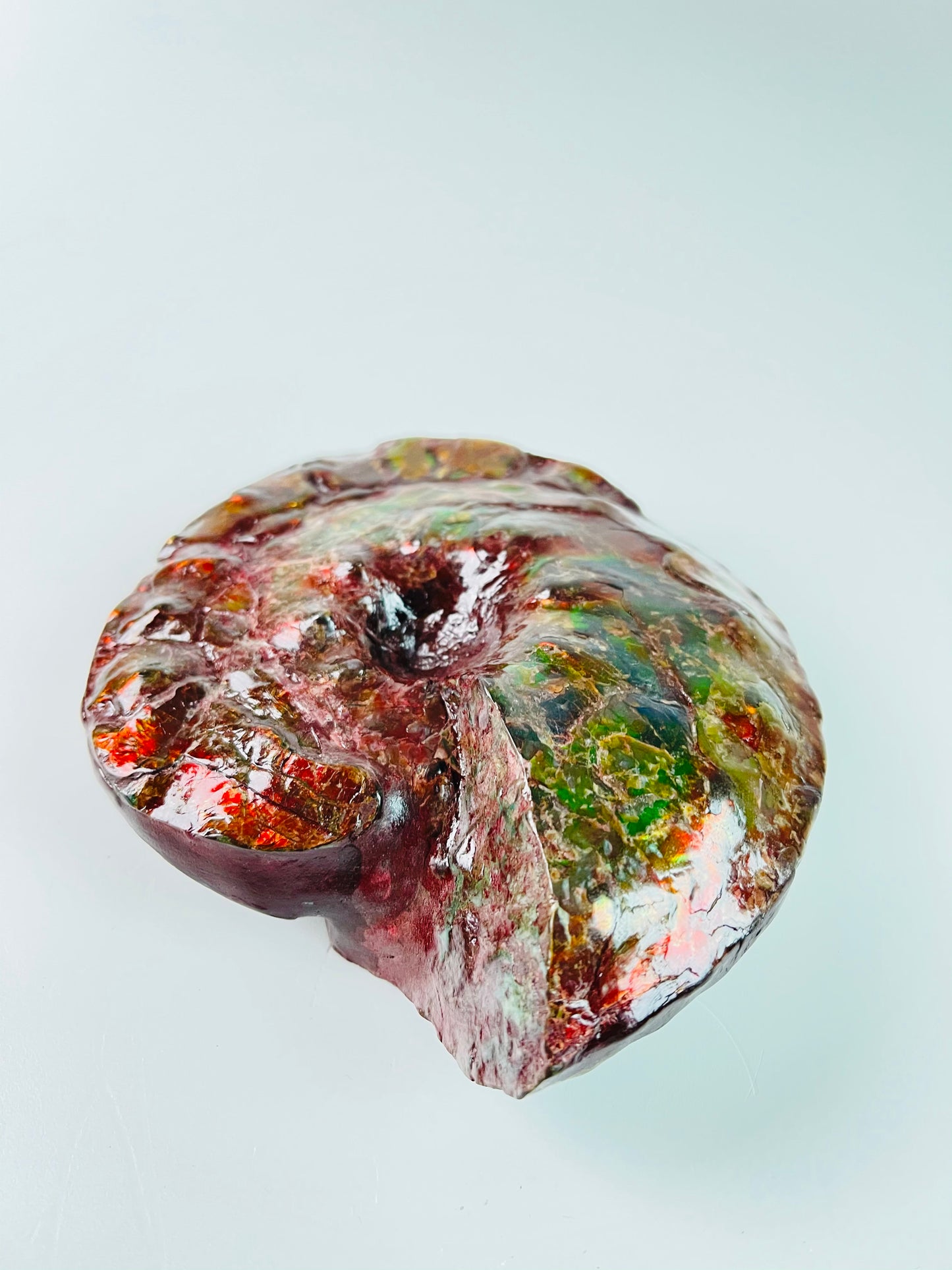 SOLD - Ammolite Fossil - Red green color Placenticeras Intercalare