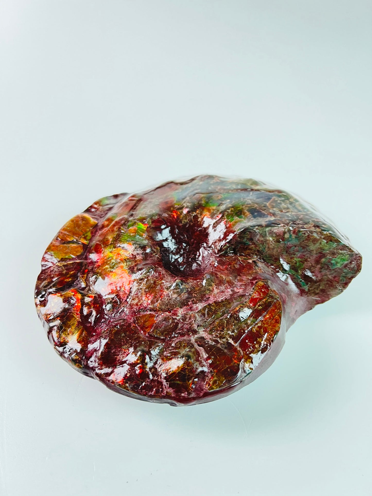 SOLD - Ammolite Fossil - Red green color  Placenticeras Intercalare