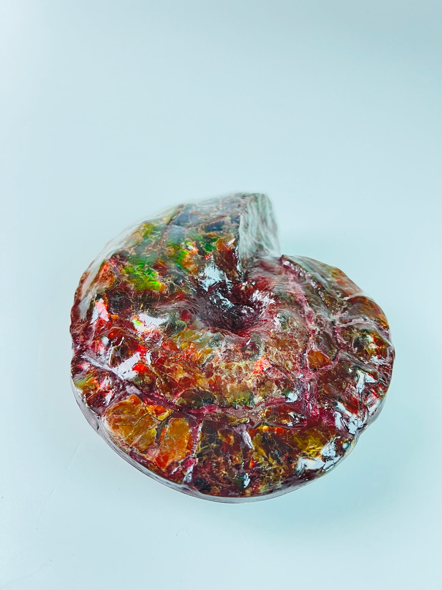 SOLD - Ammolite Fossil - Red green color Placenticeras Intercalare