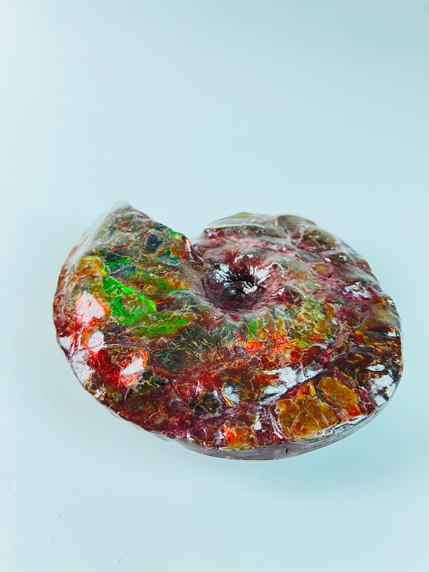 SOLD - Ammolite Fossil - Red green color  Placenticeras Intercalare