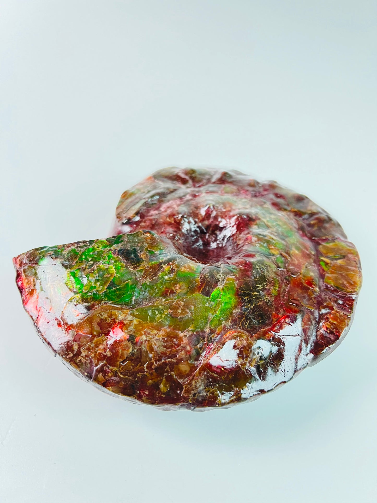 SOLD - Ammolite Fossil - Red green color  Placenticeras Intercalare