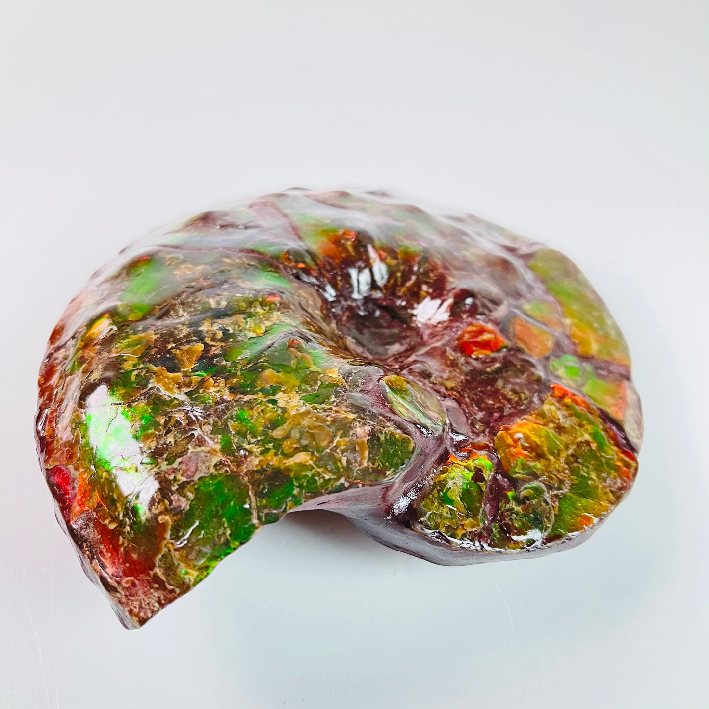 SOLD - Ammolite Fossil - Red green color Placenticeras Intercalare
