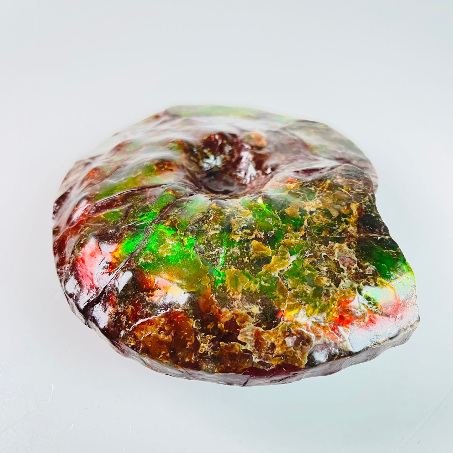 SOLD - Ammolite Fossil - Red green color  Placenticeras Intercalare