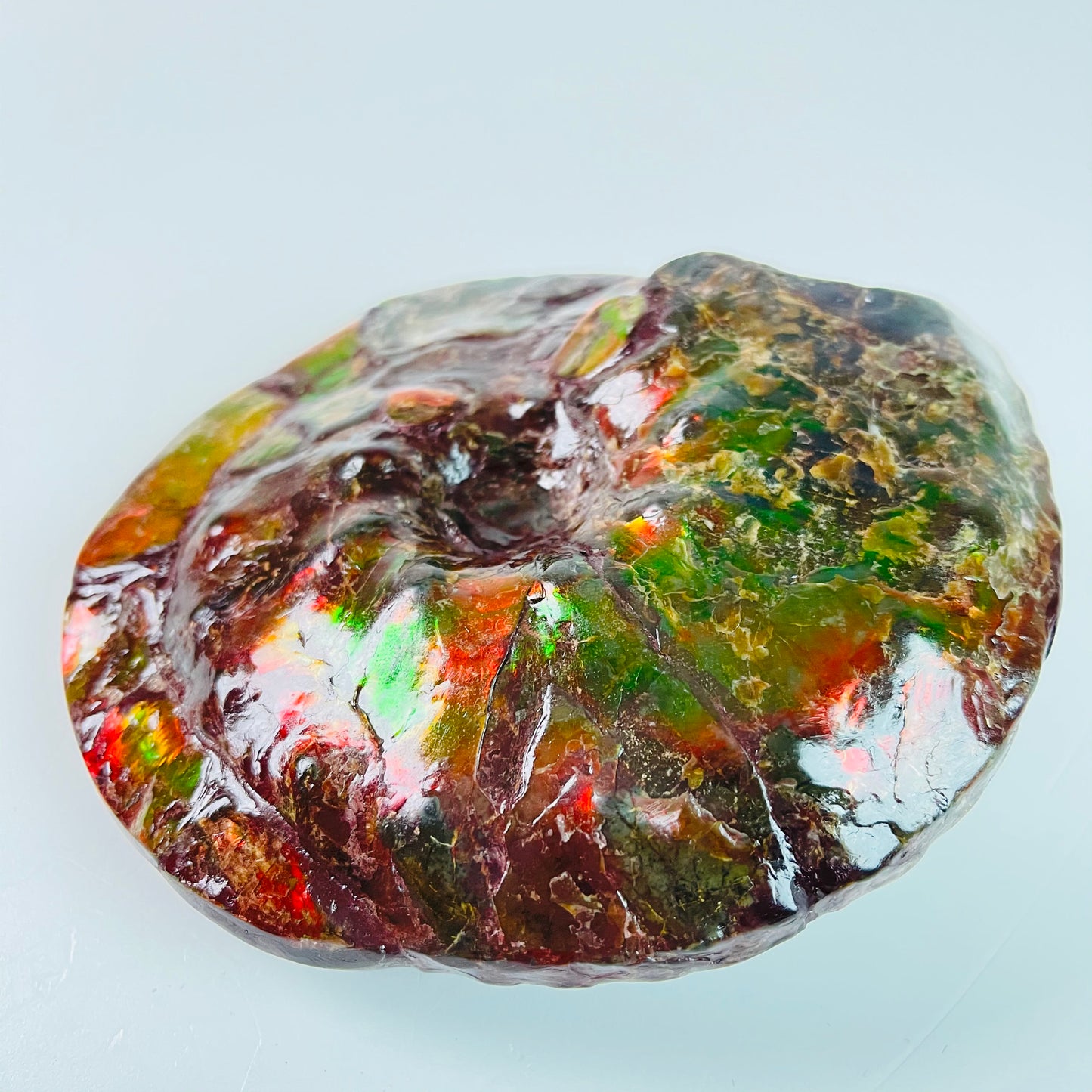 SOLD - Ammolite Fossil - Red green color  Placenticeras Intercalare