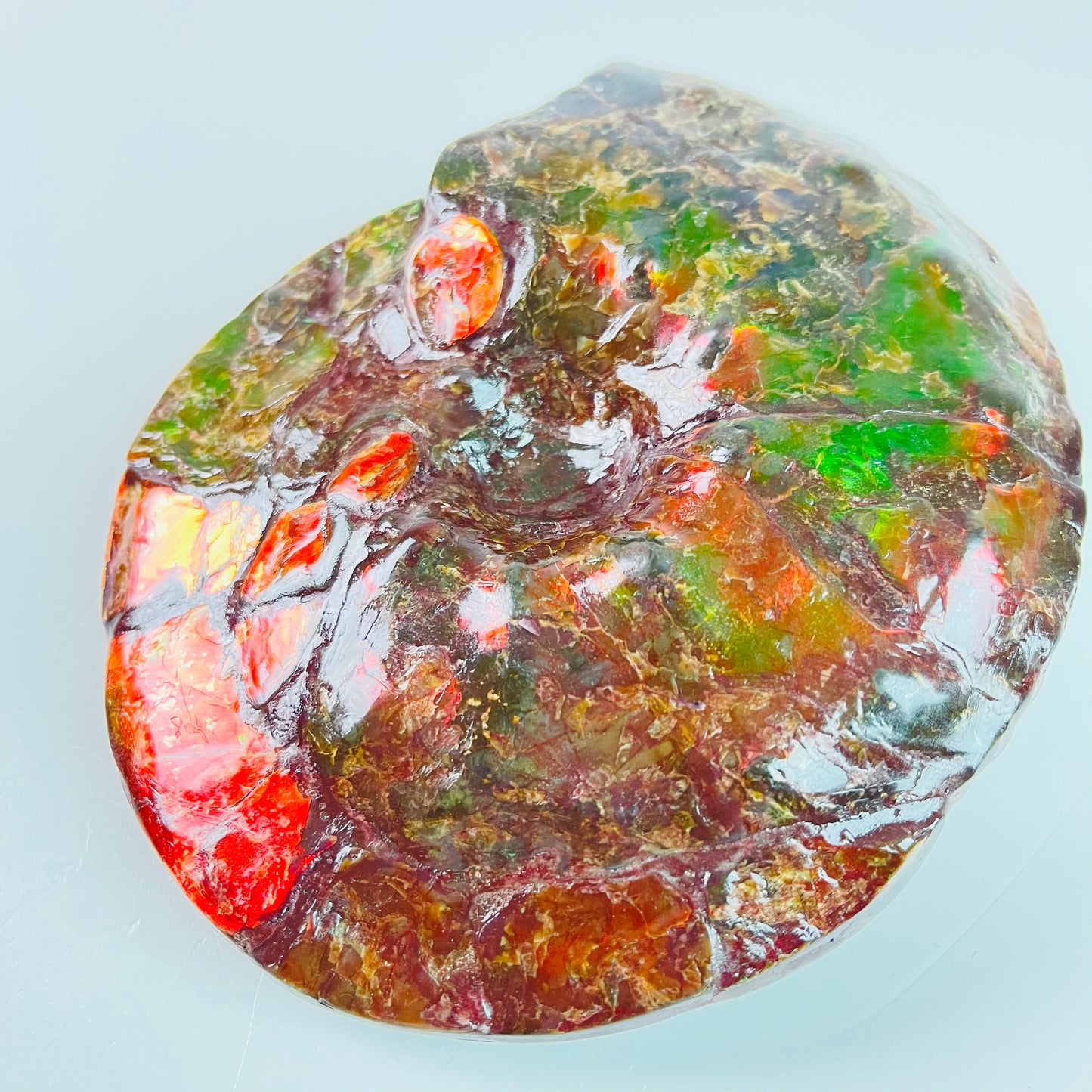 SOLD - Ammolite Fossil - Red green color Placenticeras Intercalare