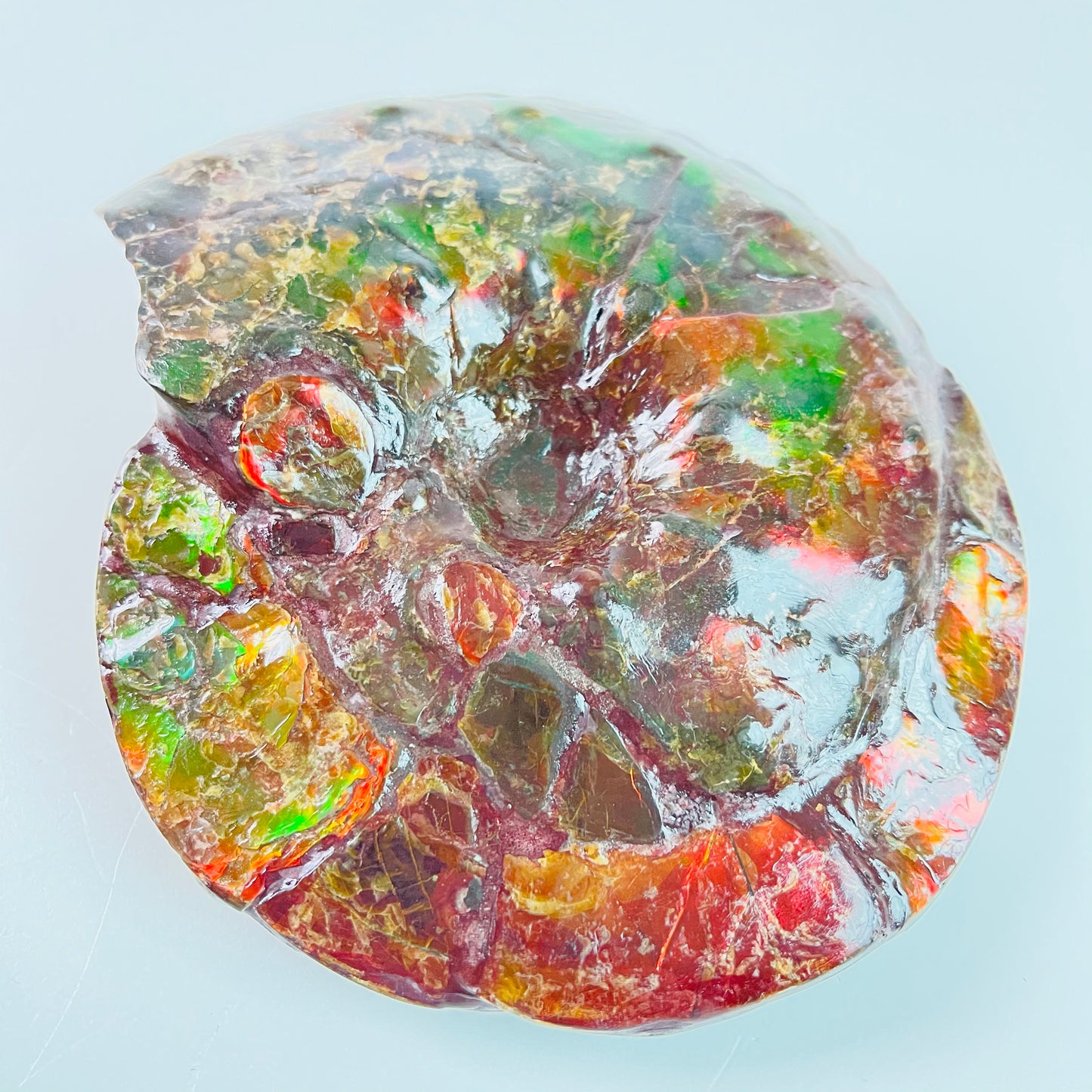 SOLD - Ammolite Fossil - Red green color Placenticeras Intercalare