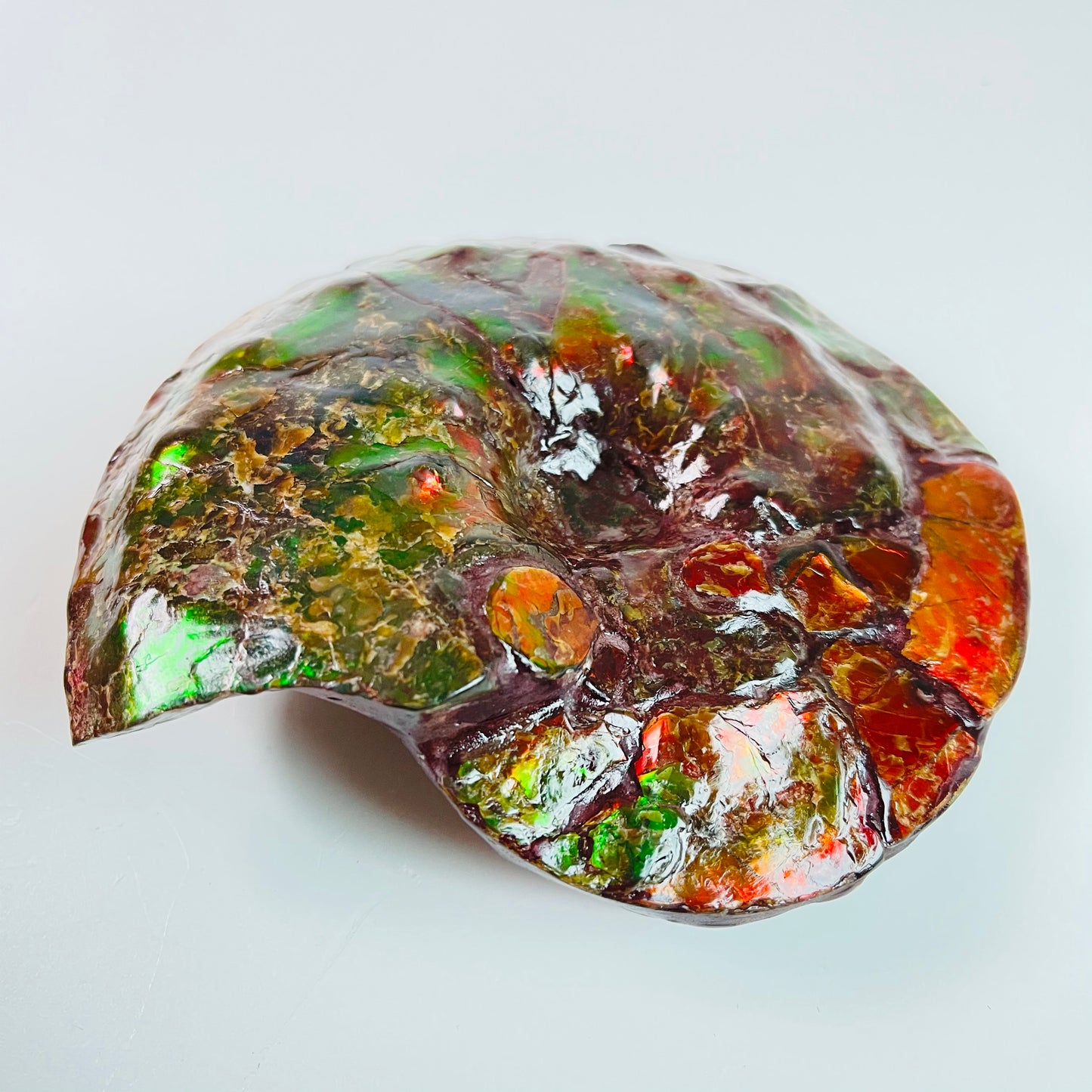 SOLD - Ammolite Fossil - Red green color Placenticeras Intercalare